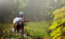 foto-wisatawan-membajak-sawah