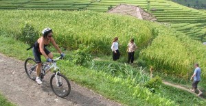Paket cycling tours di Persawahan dan pedesaan jogja