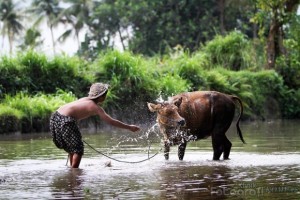Wisata-Memandikan-sapi-di-desa-wisata-jogjakarta