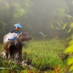 foto-wisatawan-membajak-sawah
