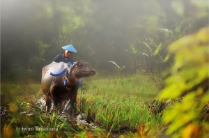 foto-wisatawan-membajak-sawah