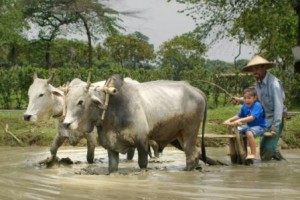 membajak-sawah-di-desa-wisata-jogjakarta