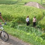 Paket cycling tours di Persawahan dan pedesaan jogja