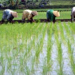 Wisata pertanian menanam padi
