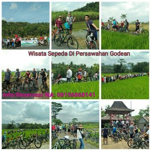 Wisata Sepeda di Persawahan di Godean